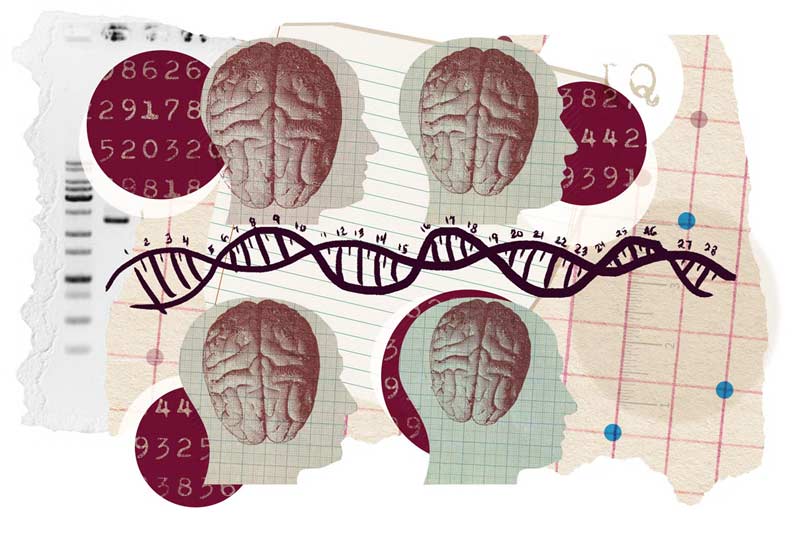 Human brains connected by a DNA strand, symbolizing how genetic variation interacts with brain structure and cognitive differences related to intelligence.